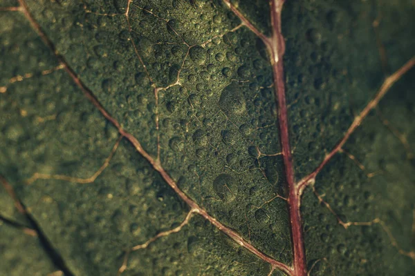 Närbild Vackra Gröna Färska Blad Mönster Bakgrund Struktur För Design — Stockfoto