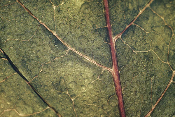 Cerrar Hermosa Textura Fondo Del Patrón Hoja Primavera Para Diseño — Foto de Stock