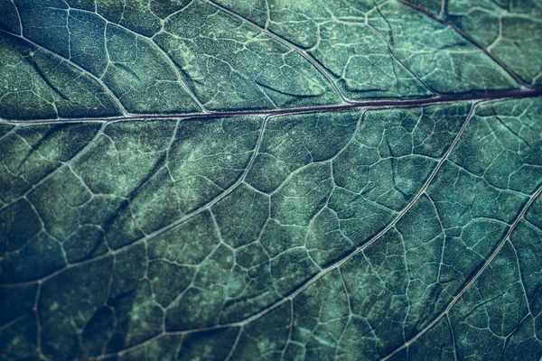 閉じるデザインのための美しい緑の新鮮な葉のパターンの背景テクスチャ マクロ写真ビュー — ストック写真
