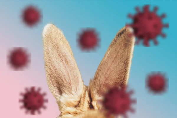 Красивые Кроличьи Уши Абстрактном Фоне Пасхи 2020 Года Короновирусная Инфекция — стоковое фото