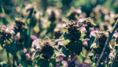 Güzel bahar çiçekleri arkaplan desenini kapat.