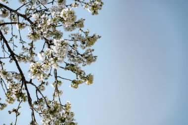 Kiraz çiçeklerinin güzel bahar ağacı arkaplanı.