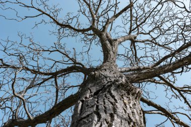 Güzel eski ceviz ağacı dalı arka planı.