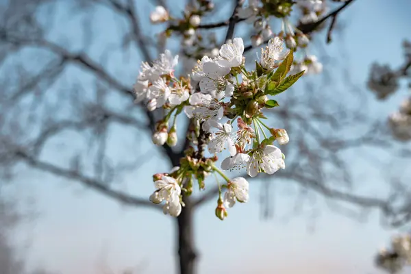 Beautiful Springbranch Cherry Blossoms Tree Background — Stock Photo, Image