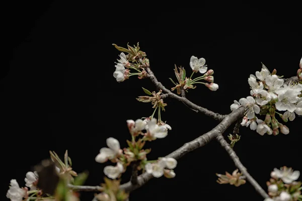 Close Beautiful Fresh Branch Cherry Blossoms Isolated Black Background — Stock Photo, Image