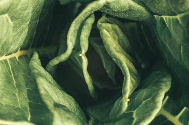 Büyüyen güzel yeşil yaprakları kapat, dizayn için model arka planı. Makro fotoğrafçılık görünümü.