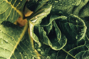 Büyüyen güzel yeşil yaprakları kapat, dizayn için model arka planı. Makro fotoğrafçılık görünümü.