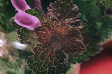 Pembe akış arkaplan dokusuna sahip güzel bitki yaprağı. Makro Fotoğraf Görünümü.