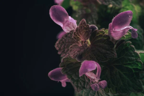 Красивый Лист Растения Розовыми Цветами Черном Фоне Текстуры Макрографический Взгляд — стоковое фото
