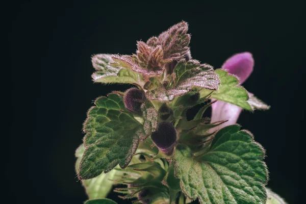 Bela Folha Planta Com Flores Rosa Uma Textura Fundo Preto — Fotografia de Stock