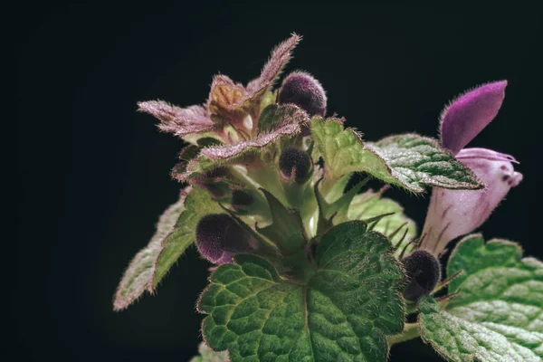 Piękny Liść Roślin Różowymi Kwiatami Czarnym Tle Tekstury Widok Makrofotografii — Zdjęcie stockowe