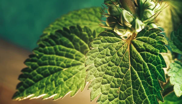 Zamknij Piękny Liść Rośliny Lamium Purpureum Naturalny Wzór Tekstury Tła — Zdjęcie stockowe