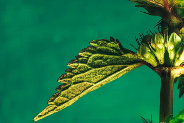 Bela Folha Planta Lamium Purpureum Uma Textura Fundo Verde Fotografia — Fotografia de Stock