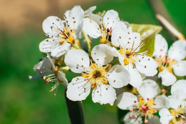 Close Beautiful Spring Branch Pears Blossoms Tree Background — Stock Photo, Image
