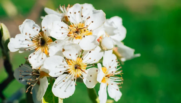 Close Beautiful Spring Branch Pears Blossoms Tree Background — Stock Photo, Image