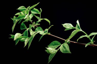 Tasarım için siyah arkaplan desenli, yeşil yapraklı güzel leylak rengi..