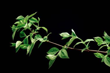 Tasarım için siyah arkaplan desenli, yeşil yapraklı güzel leylak rengi..
