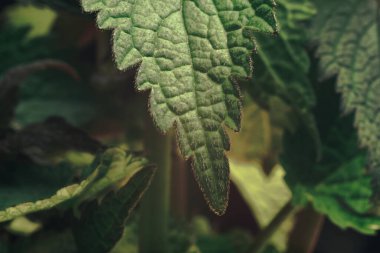 Tasarım için güzel yeşil yaprak desenli arkaplan dokusunu kapat. Makro fotoğrafçılık görünümü. 
