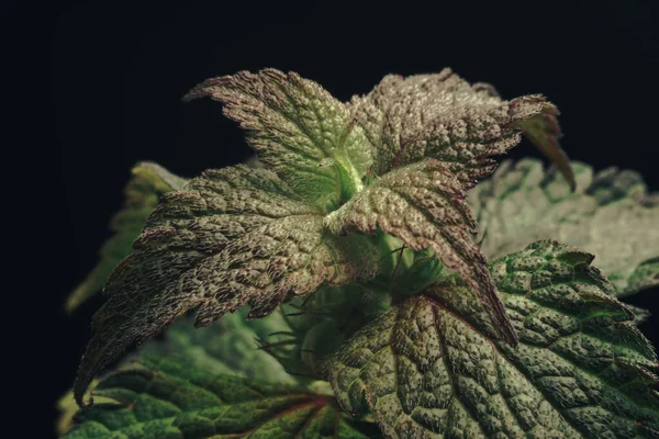 Zamknij Piękny Liść Roślinny Lamium Purpureum Izolowany Czarno Naturalny Wzór — Zdjęcie stockowe