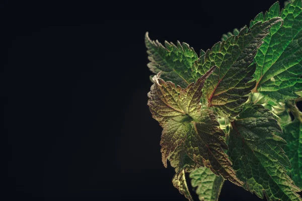 Zamknij Piękny Liść Roślinny Lamium Purpureum Izolowany Czarno Naturalny Wzór — Zdjęcie stockowe