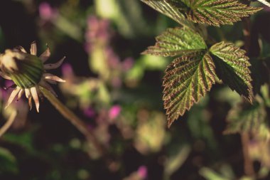 Çimen arkaplan dokusundaki güzel yaprak çiçeklerini kapat. Bahar konsepti.
