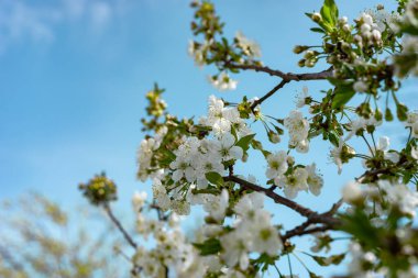Gökyüzü arka planında kiraz çiçeklerinin güzel bahar dalları.