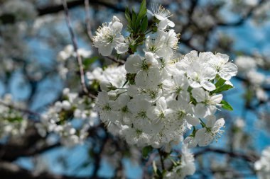 Kapat güzel çiçekleri Kiraz ağaçlarının bahar dalları.