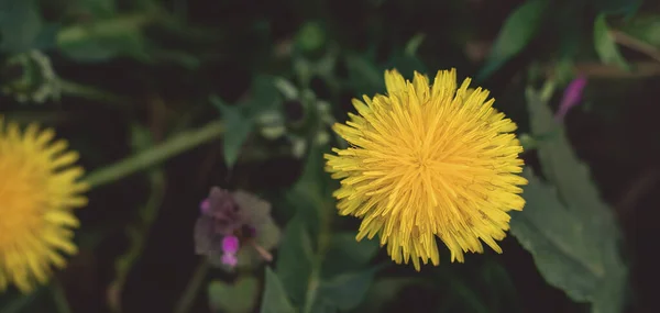 Крупним Планом Красива Жовта Квітка Кульбаби Фоні Трави Макрозйомки Весняне — стокове фото