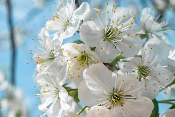 Close Beautiful Flowers Spring Branch Cherry Blossoms Tree Background — Stock Photo, Image