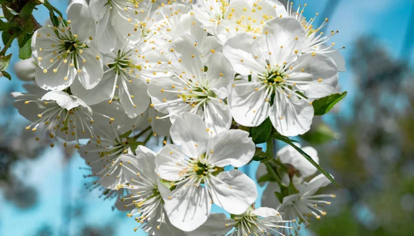 Красивые Цветы Весенняя Ветвь Цветения Вишни Фон Дерева — стоковое фото