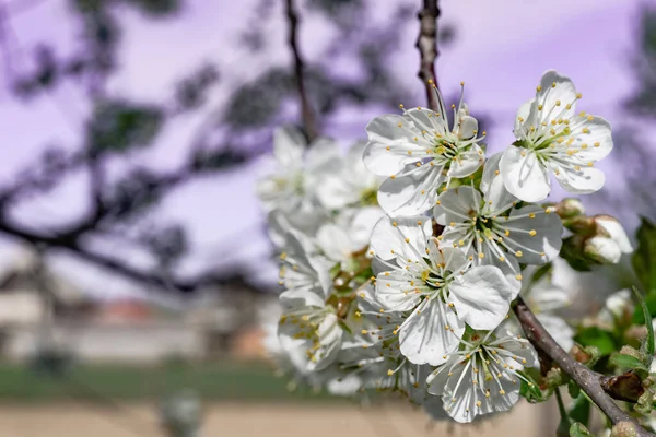 Beautiful Spring Branch Cherry Blossoms Tree Purple Sky Background — Stock Photo, Image