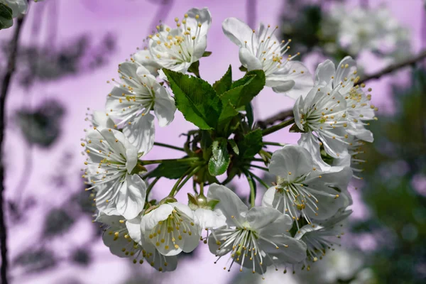 Beautiful Spring Branch Cherry Blossoms Tree Purple Sky Background — Stock Photo, Image