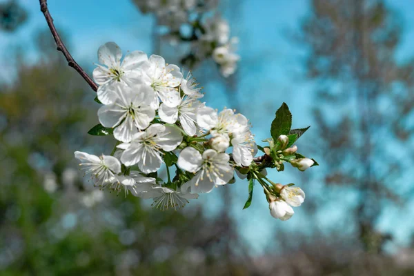 Прекрасная Весенняя Ветвь Вишни Расцветает Фоне Неба — стоковое фото