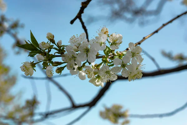 Close Beautiful Flowers Spring Branch Cherry Blossoms Tree Background — Stock Photo, Image