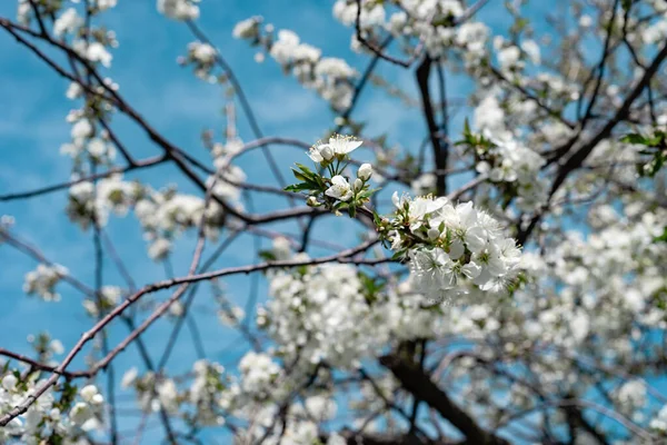 Close Beautiful Flowers Spring Branch Cherry Blossoms Tree Background — Stock Photo, Image