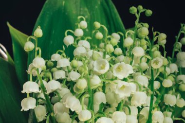 Tasarım için siyah arkaplan desenli güzel Convallaria majalis 'i kapatın. Makro Fotoğraf Görünümü.