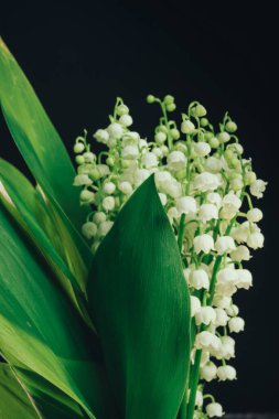 Tasarım için siyah arkaplan desenli güzel Convallaria majalis 'i kapatın. Makro Fotoğraf Görünümü.