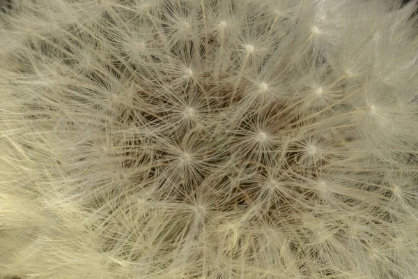 Close Belo Dente Leão Flor Cor Luz Fundo Padrão Textura — Fotografia de Stock