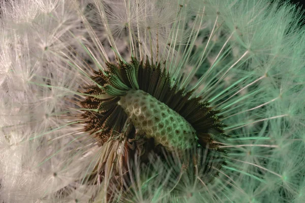 Güzel Karahindiba Çiçeğini Kapatın Renkli Açık Arkaplan Desenli Makro Fotoğraf — Stok fotoğraf