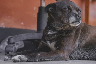 Yaşlı köpek üç yavruyu besliyor. Siyah beyaz, beyaz, gri..