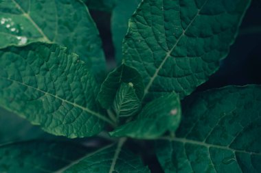 Ormandaki bir Amerikan pokeweed (Phytolacca americana) bitkisinin detayları. Tasarım için güzel arkaplan deseni.