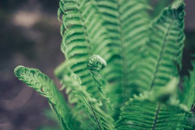 Ormandaki eğreltiotu bitkisinin detayları. Tasarım için güzel arkaplan deseni.