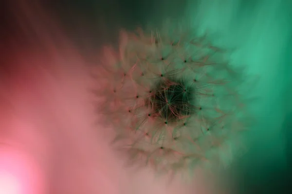 Güzel Karahindiba Çiçeğini Kapatın Renkli Açık Arkaplan Desenli Makro Fotoğraf — Stok fotoğraf