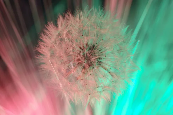 Güzel Karahindiba Çiçeğini Kapatın Renkli Açık Arkaplan Desenli Makro Fotoğraf — Stok fotoğraf