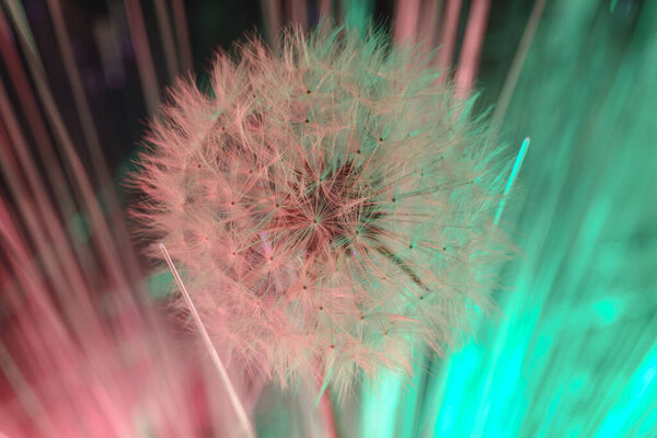 Close up beautiful dandelion flower color light background pattern texture. Macro Photography View.