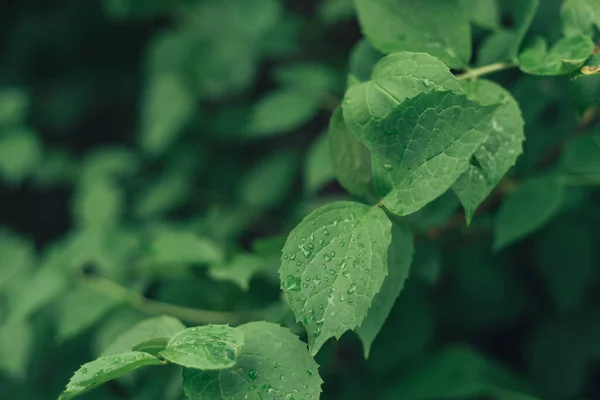 정원에 나뭇잎 식물의 클로즈업 십시오 설계를 아름다운 — 스톡 사진