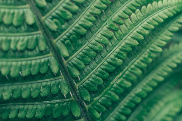 Dettaglio Una Pianta Felce Nella Foresta Bellissimo Modello Sfondo Design — Foto Stock