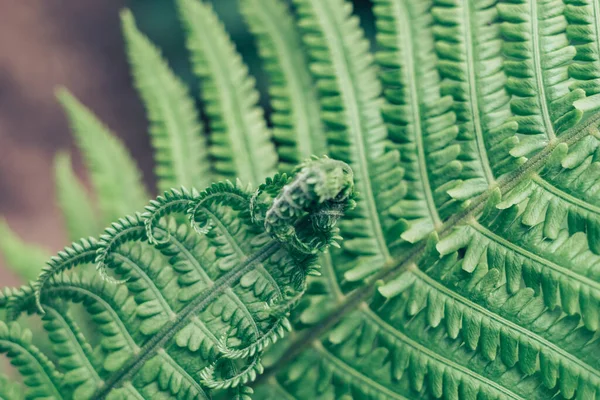 森林里蕨类植物的细部 设计的漂亮背景图 — 图库照片