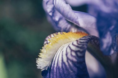 Dışarıdaki süsen çiçeğini kapat, arka planda mavi iris çiçeğini