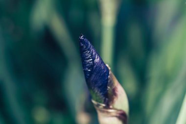 Dışarıdaki süsen çiçeğini kapat, arka planda mavi iris çiçeğini